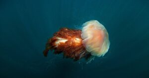 10 Incredible Lion’s Mane Jellyfish Facts Picture