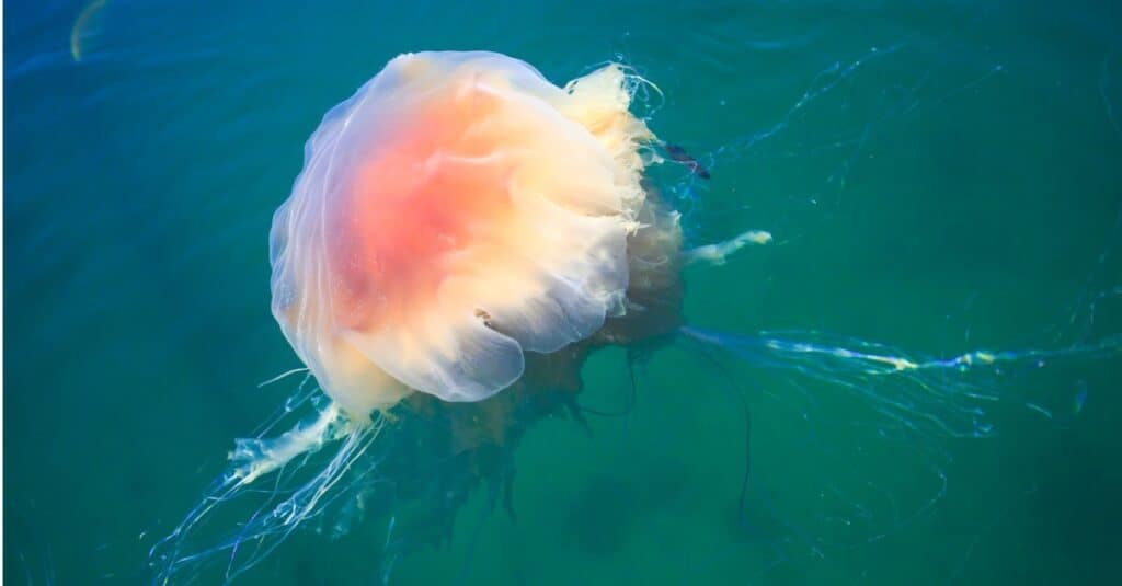 Beautiful lion's mane jellyfish in the Atlantic Ocean.