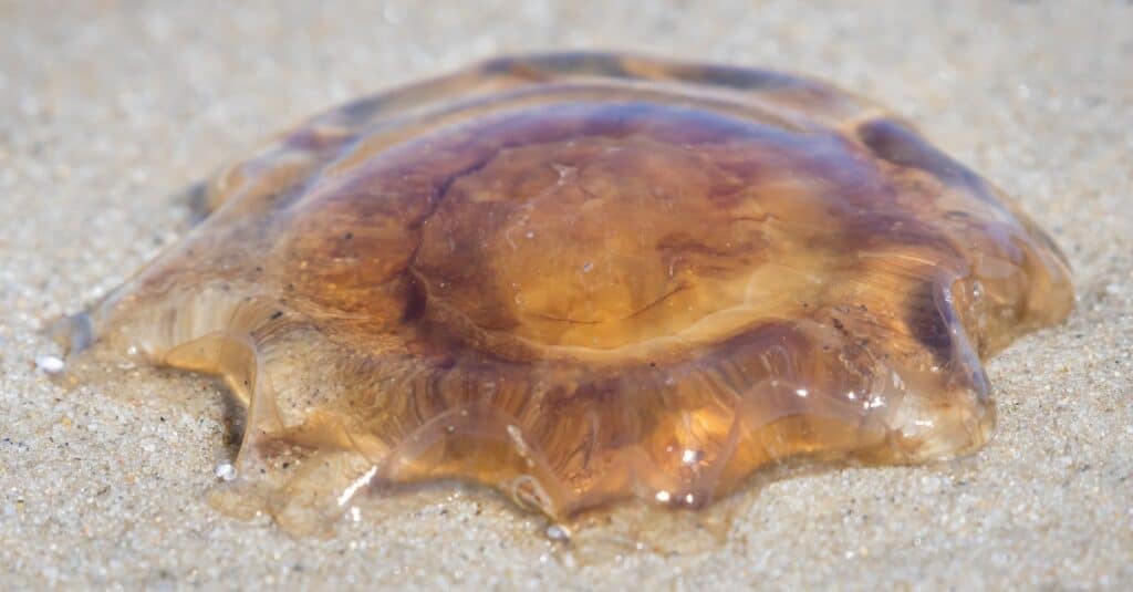 Một con sứa bờm Sư tử được tìm thấy tại bãi biển của Khu bảo tồn Động vật Hoang dã Quốc gia Monomoy.