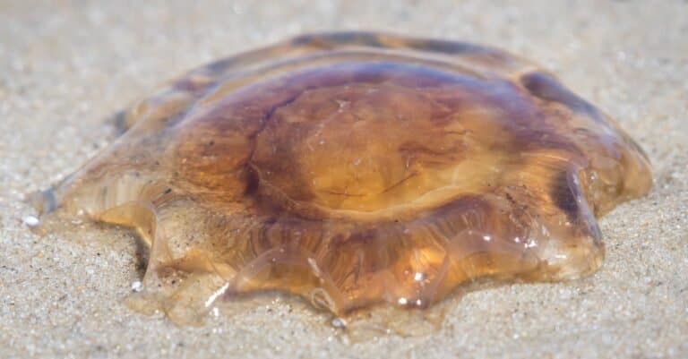 A Lion's mane jellyfish found at the beach of Monomoy National Wildlife Refuge.