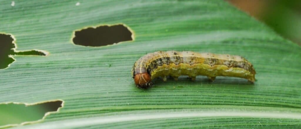 are armyworms harmful to dogs