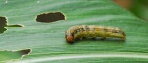 What Makes Armyworms So Bad? Picture