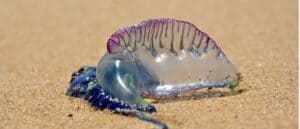 Man of War Jellyfish Picture