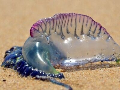 Man of War Jellyfish Picture