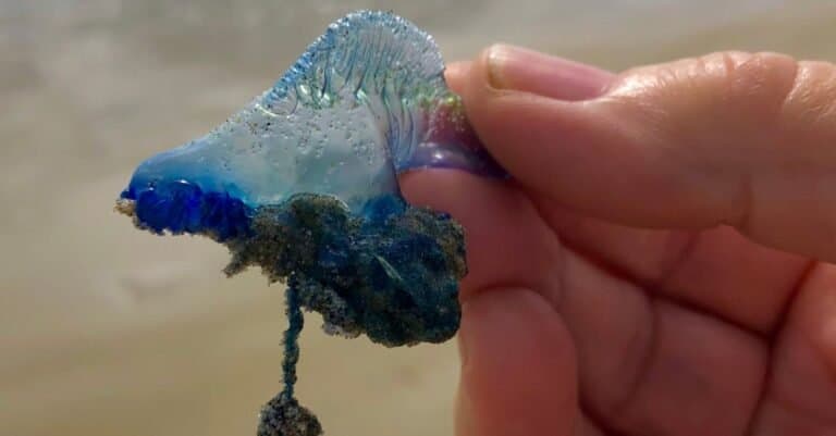 A person holding a Portuguese man of war in his hand.