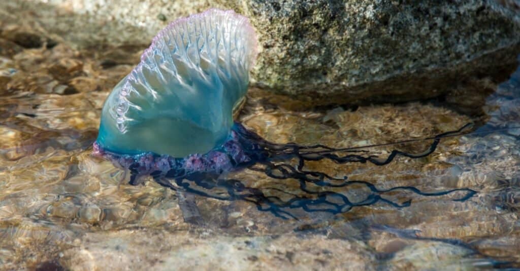 Man of War Bồ Đào Nha trôi dạt trong một hồ bơi.