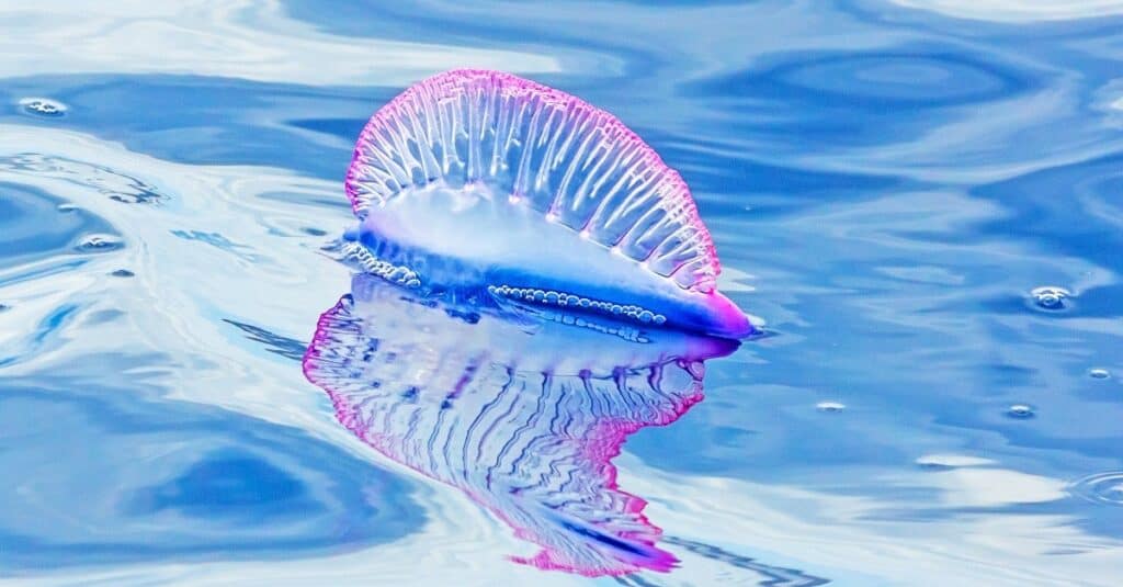 Portuguese Man O' War - Physalia physalis - at the surface of the Atlantic Ocean, Madeira.