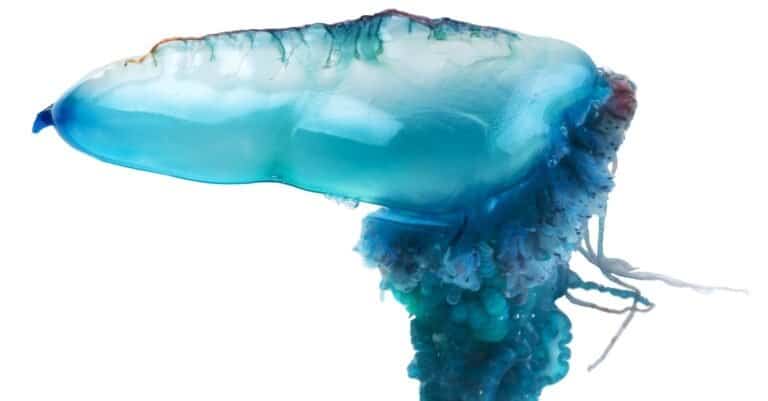 The Atlantic Portuguese man o' war (Physalia physalis), also known as the man-of-war, blue bottle, or floating terror, is a marine hydrozoan. Isolated on white background.