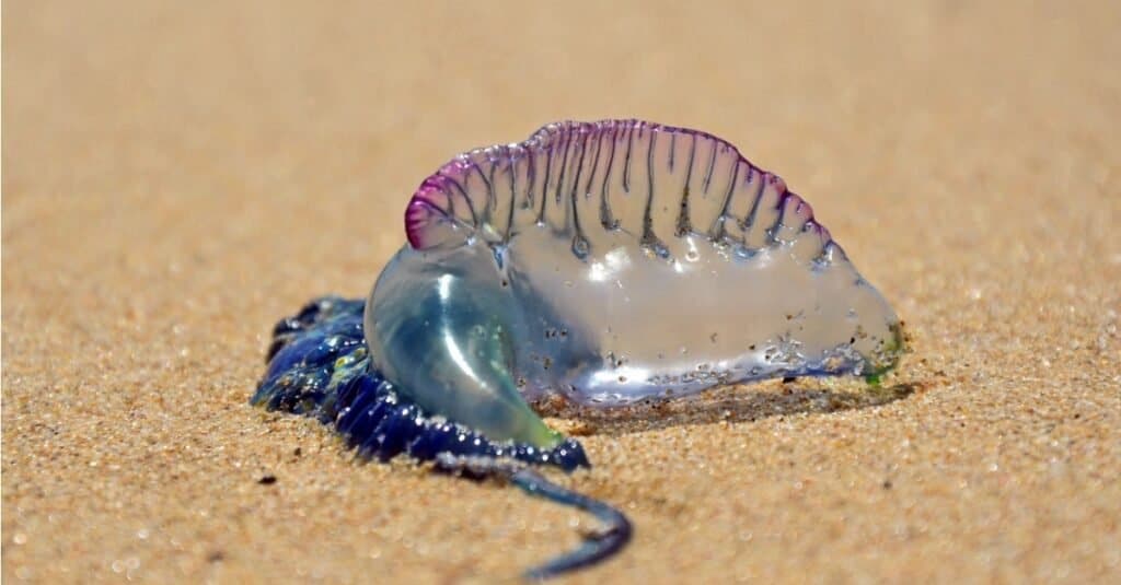 Bồ Đào Nha Man of War (Bluebottle) dạt vào bãi biển.