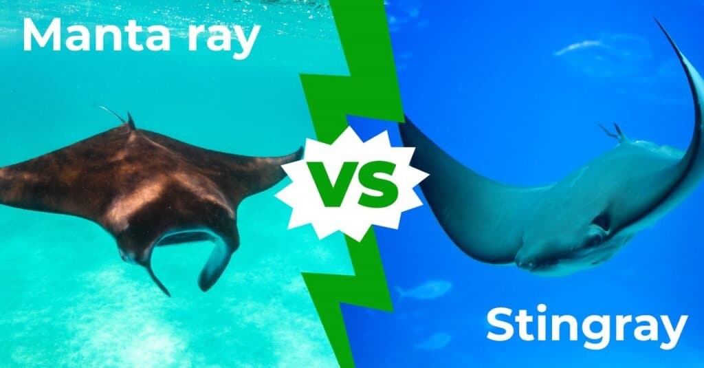 Manta Ray vs Stingray