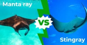 Manta Ray vs Stingray: 9 Key Differences Explained Picture