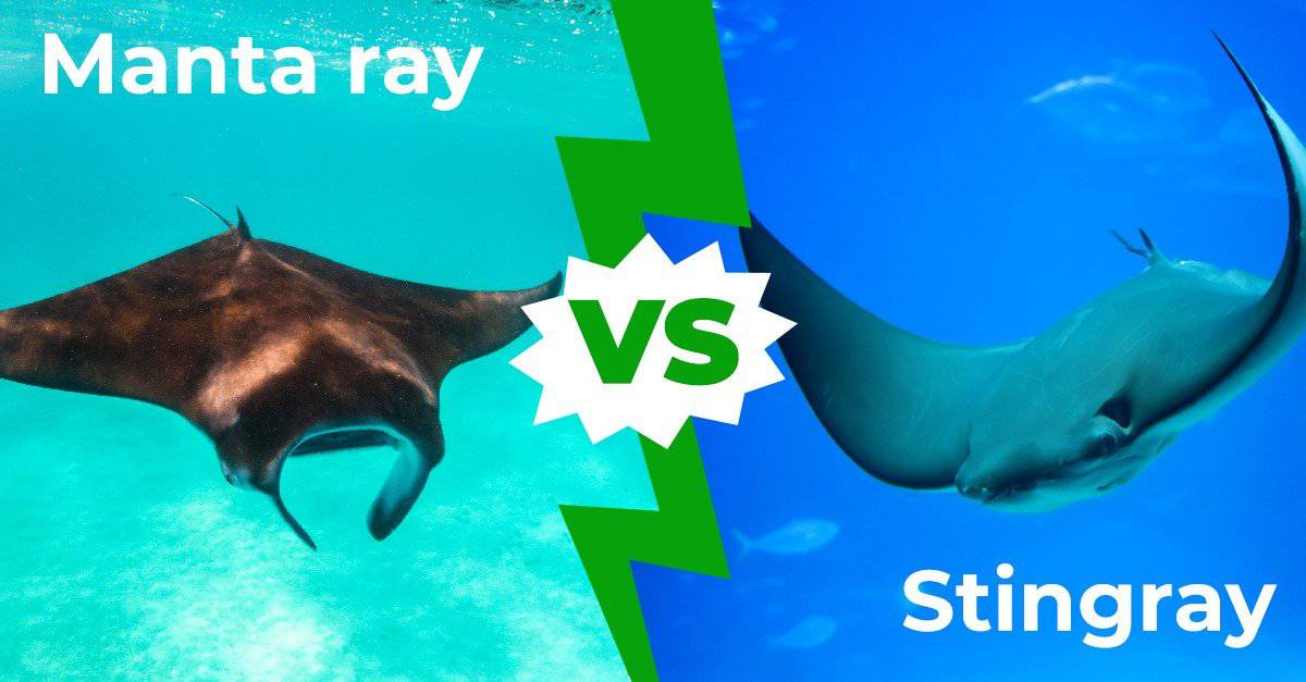Manta Ray vs Stingray