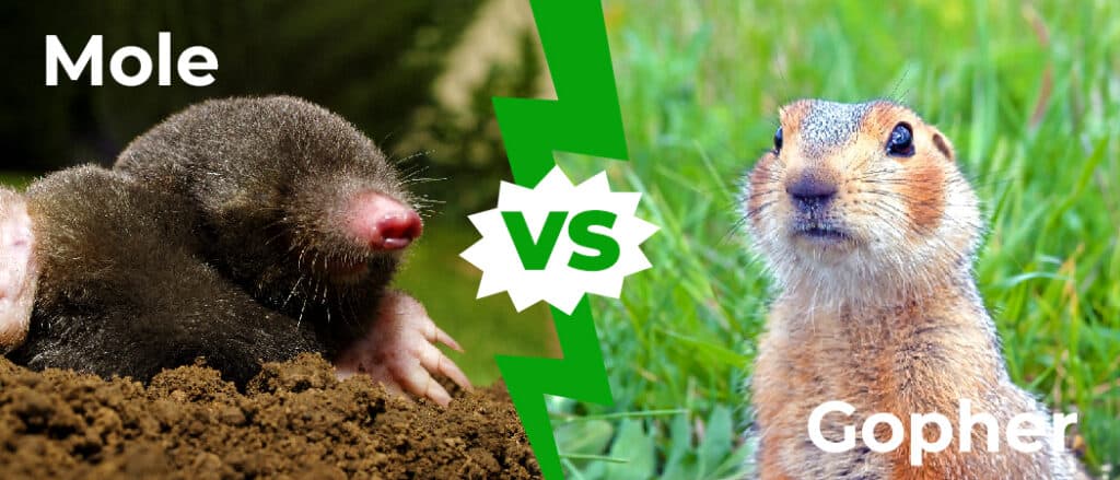 Mole vs Gopher