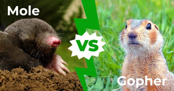 Mole vs Gopher: 7 Key Differences Explained - A-Z Animals