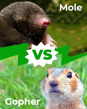 Mole vs Gopher