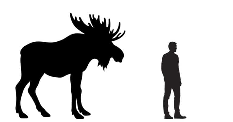 Moose Size Comparison - Moose vs Human