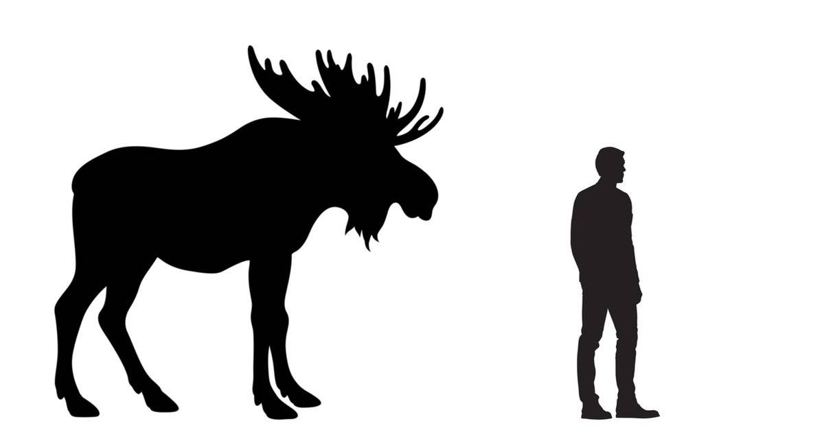 Moose Size Comparison To Humans