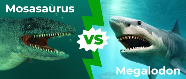 Mosasaurus vs Megalodon