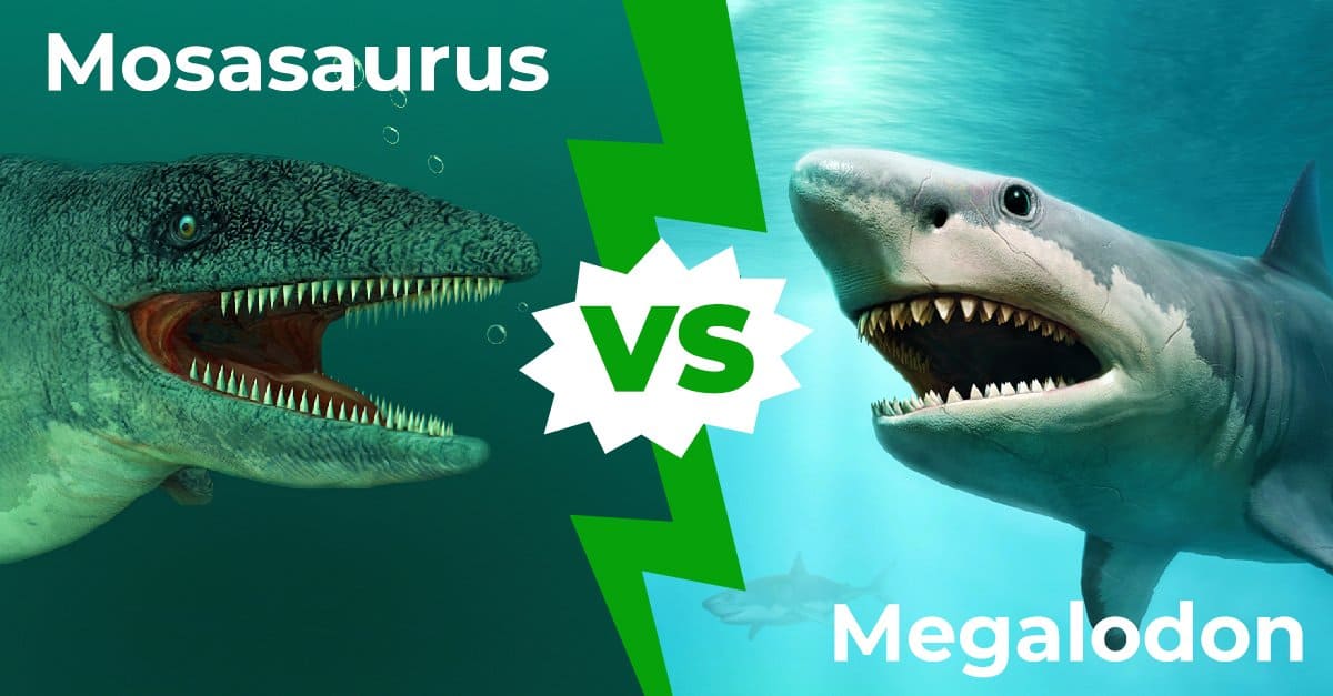 megalodon vs giant mosasaur