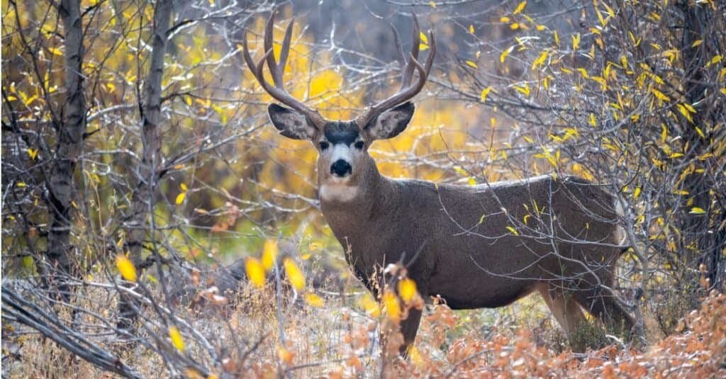 animals in Yellowstone National Park