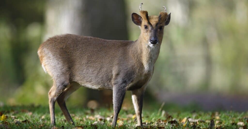 A male Chinese muntjac, Muntiacus reevesi, in Wales.