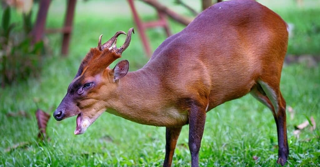 The Indian muntjac (Muntiacus muntjak), also called Southern red muntjac and barking deer, is a deer species native to South and Southeast Asia.