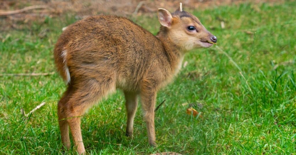 Young Muntjac Deer, Muntiacus reevesi, standing on the grass.
