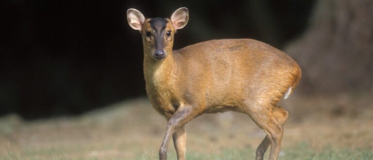 Muntjac on grass
