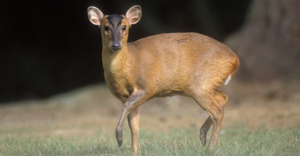Muntjac on the grass in the woods.