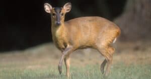 Everything You Want To Know About Muntjac Deer Face Scent Glands photo