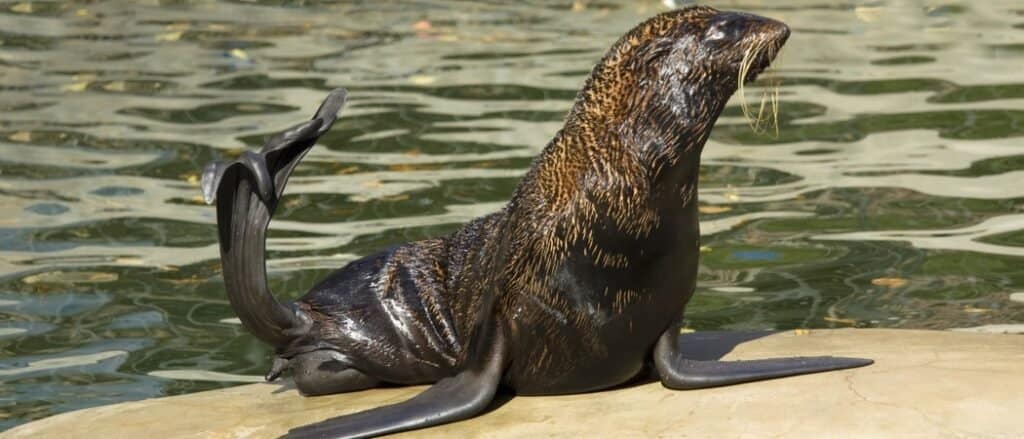 Northern Fur Seal on rock