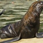 Northern fur seal