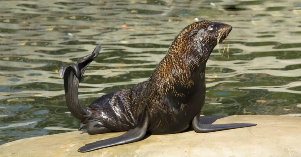 Northern fur seal sitting on a rock in a water pool.