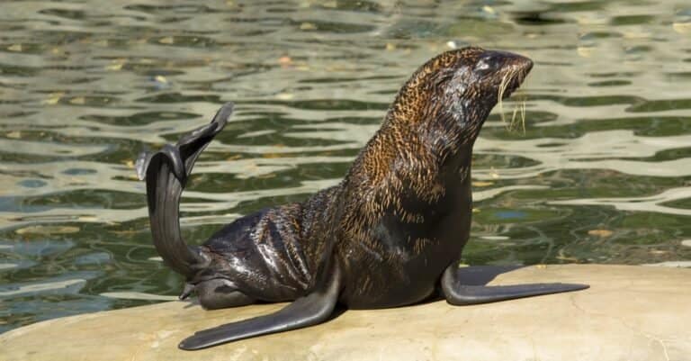 Northern fur seal sitting on a rock in a water pool.