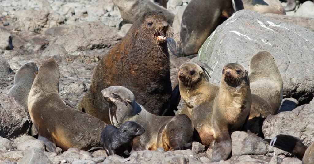 Small harem of northern fur seals on a rookery on a summer sunny day.