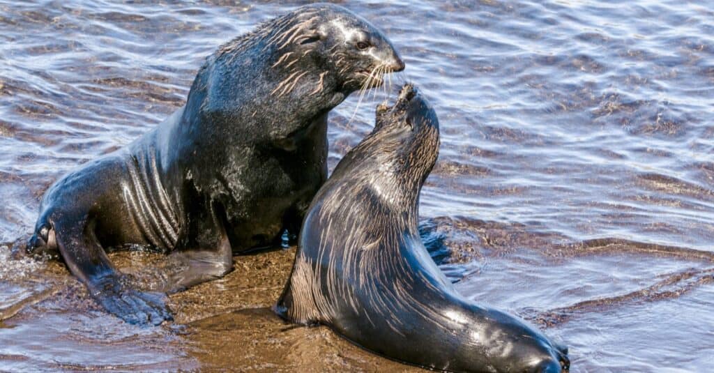 Northern Fur Seal (Callorhinus ursinus) St. George Island, Pribilof Islands, Alaska, USA