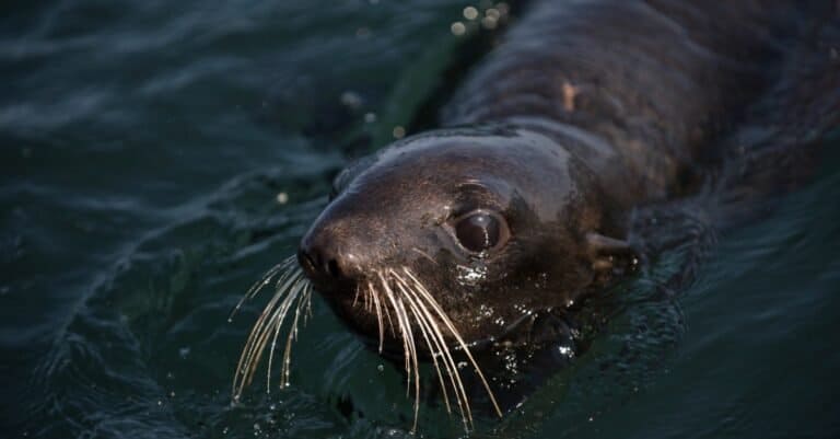 Northern Fur Seal (Callorhinus ursinus), Kamchatka, Russia.