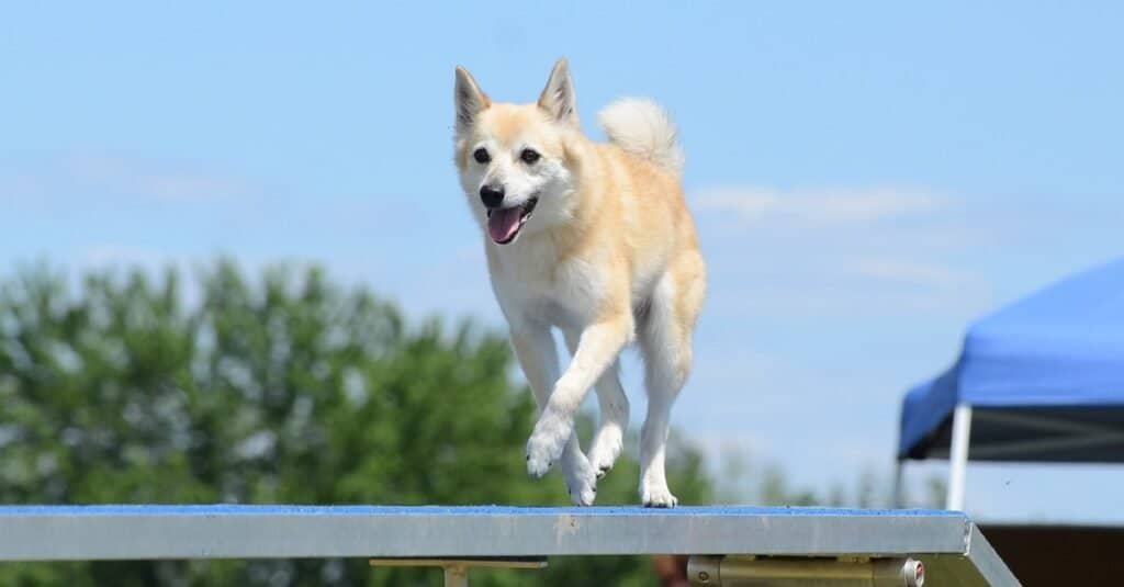 Norwegian Buhund running on a dog walk at an agility trial.