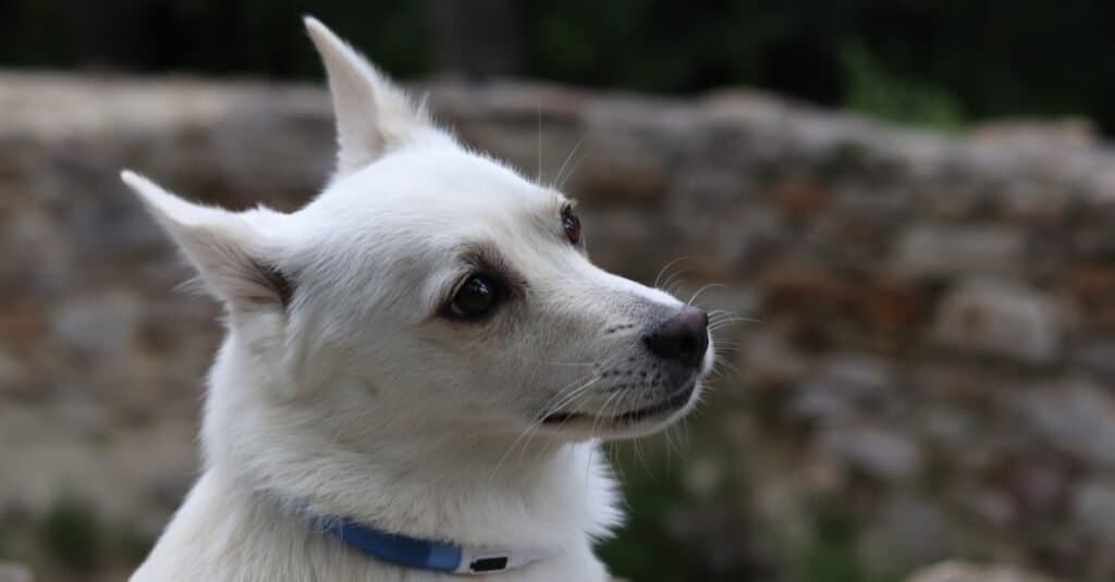 Norwegian Buhund sitting in the garden.