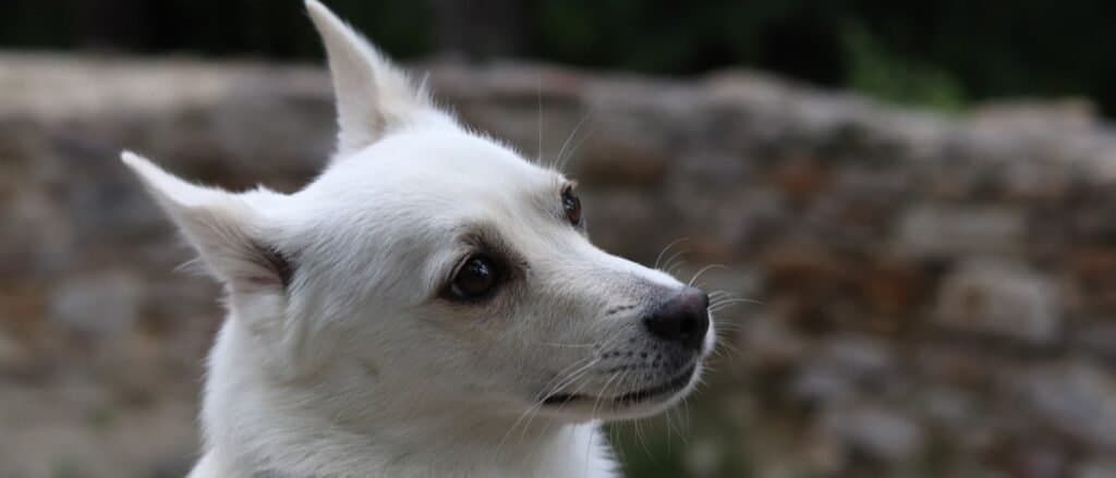 Norwegian Buhund close-up