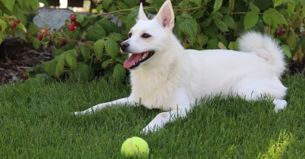 Norwegian Buhund resting in the garden.