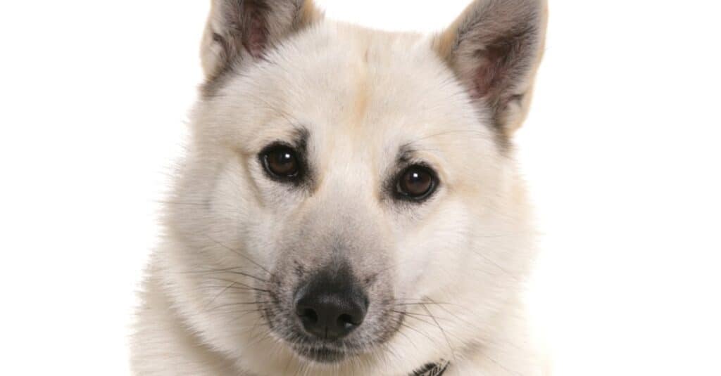 Norwegian Buhund isolated on white background.