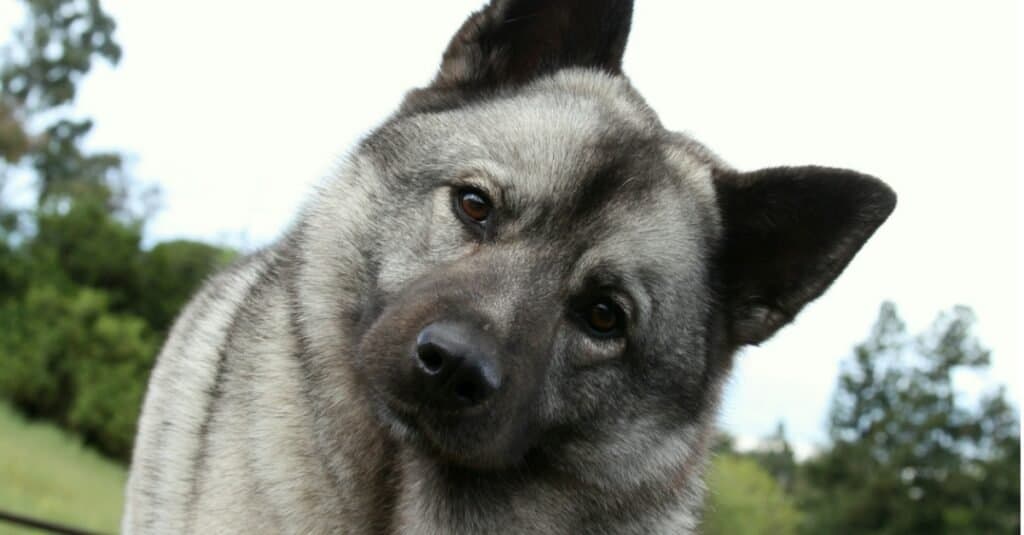 Norwegian Elkhound Close-Up