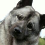 Norwegian Elkhound