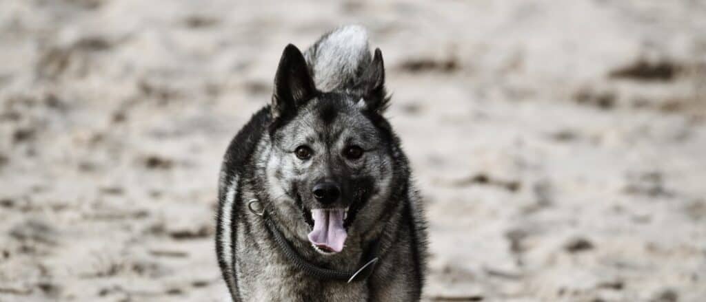 Norwegian Elkhound