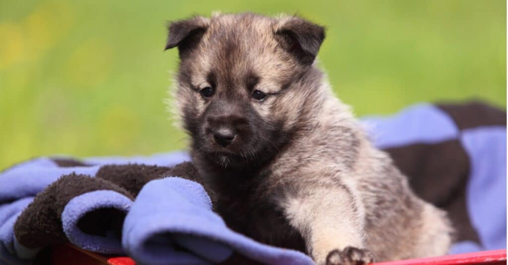 Norwegian Elkhound vs German Shepherd