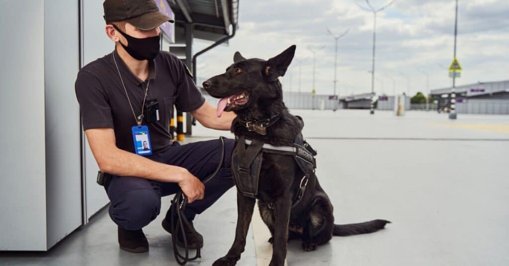 Norwegian Elkhound Working with Airport Security