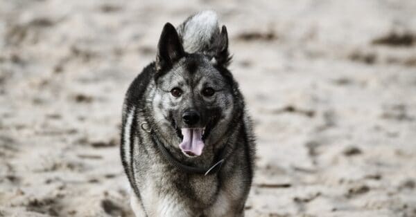 Norwegian Elkhound vs Akita: What’s the Difference? - A-Z Animals