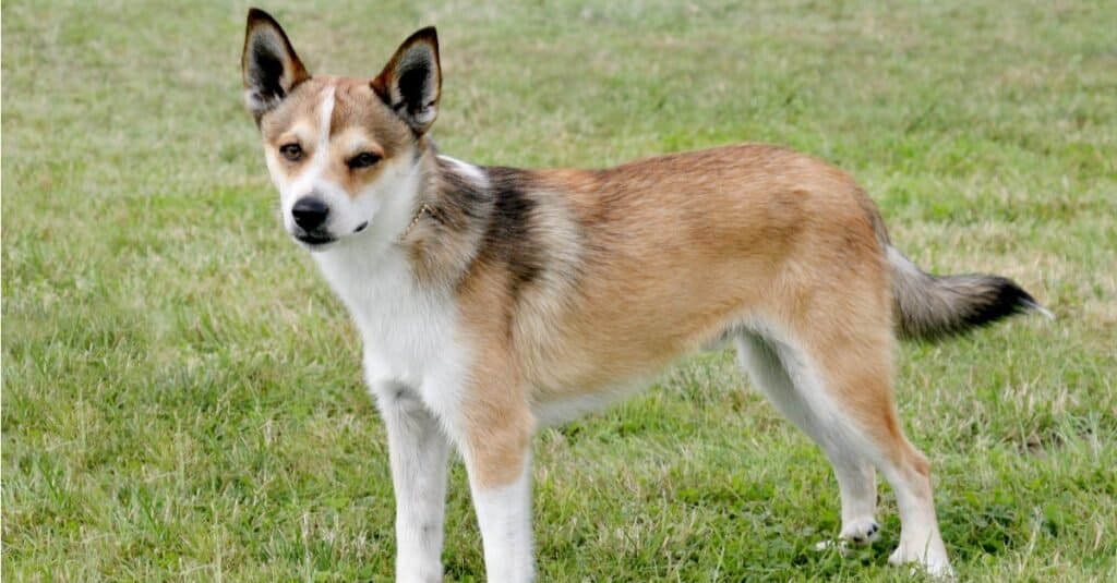 Rarest Dogs: Norwegian Lundehund