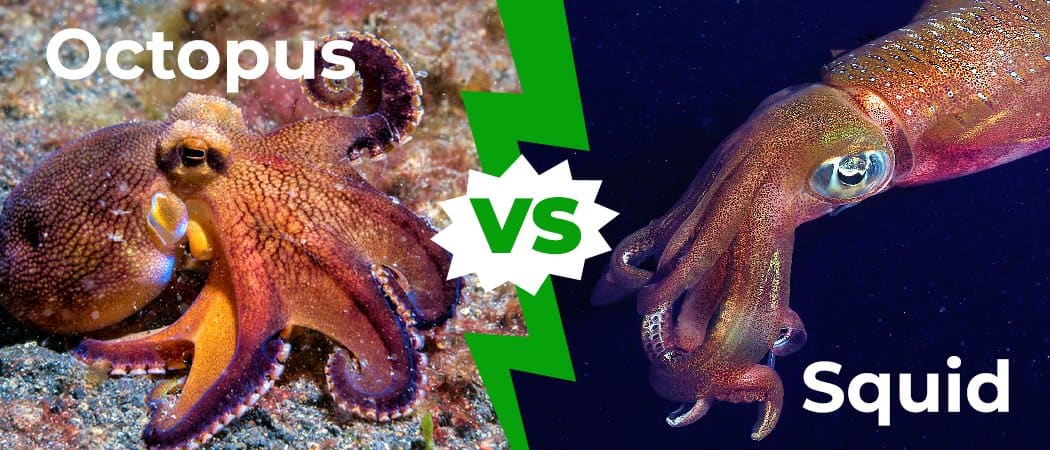 Octopus Pictures - AZ Animals